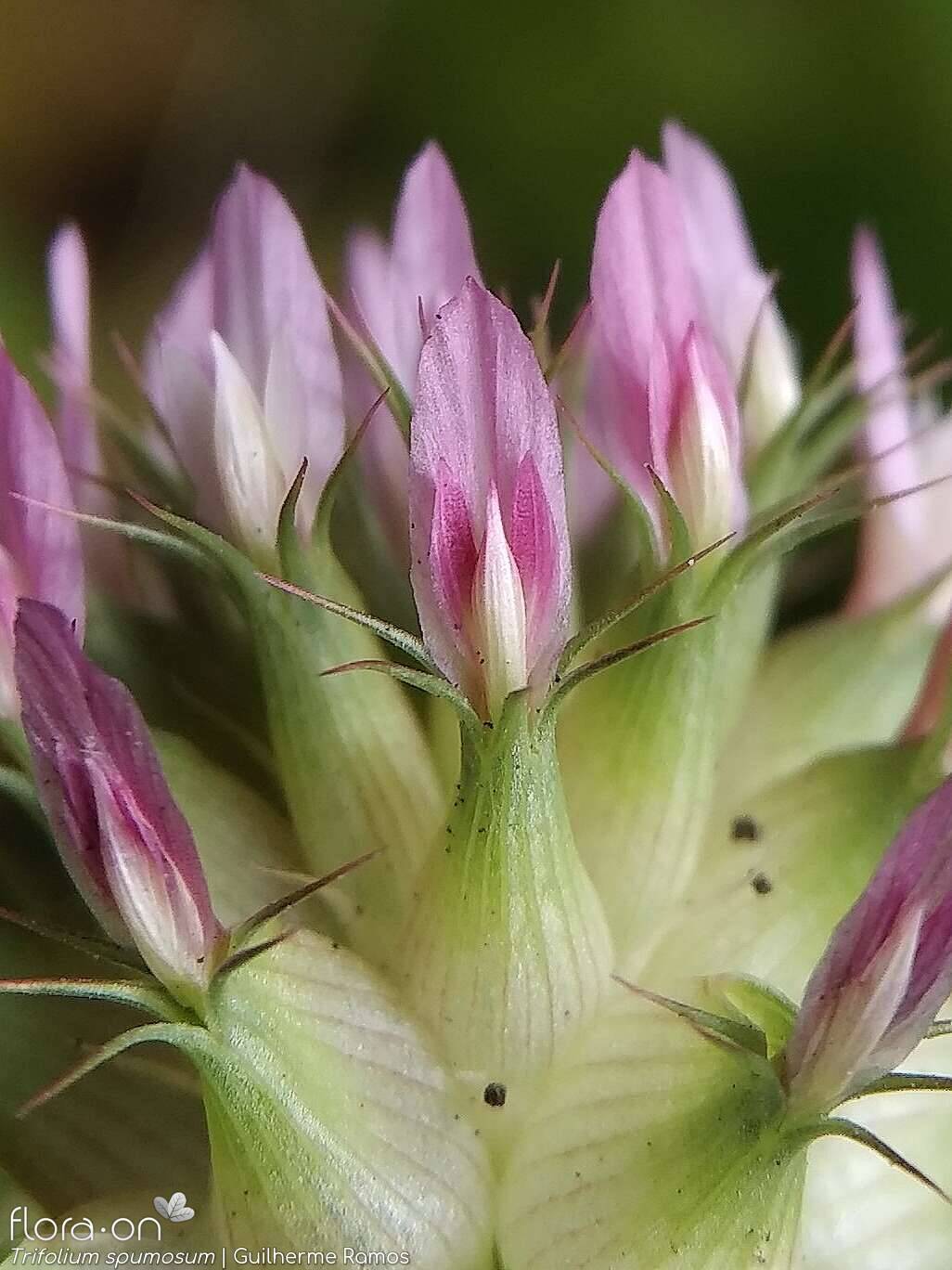 Trifolium spumosum - Flor (close-up) | Guilherme Ramos; CC BY-NC 4.0