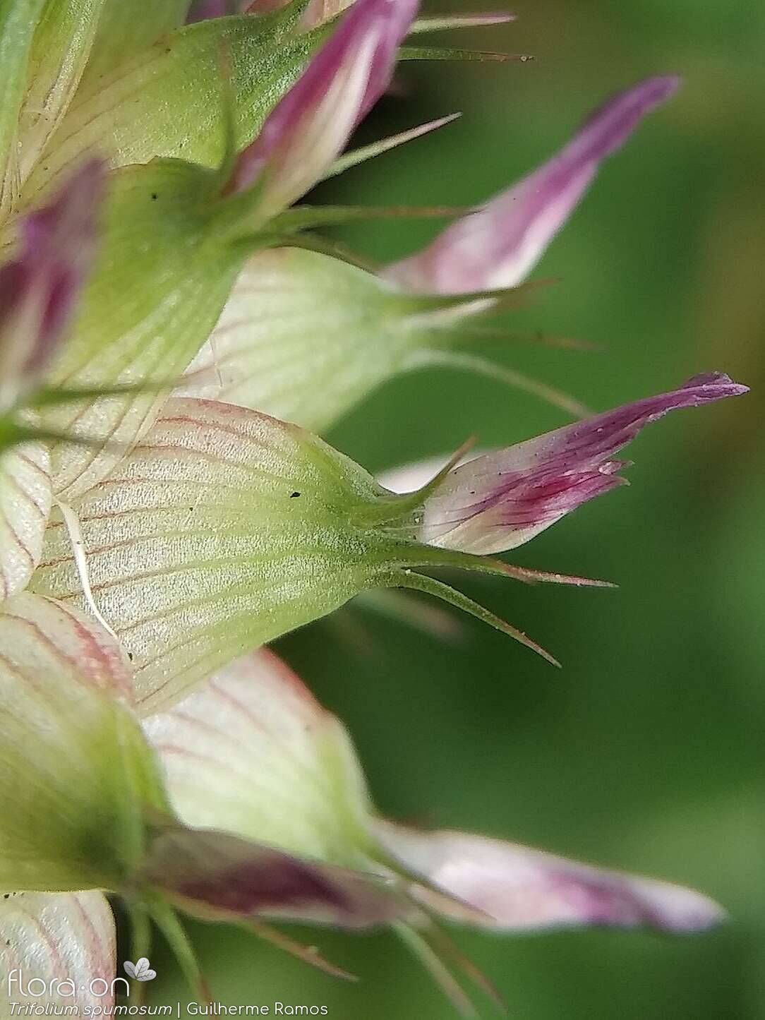 Trifolium spumosum - Flor (close-up) | Guilherme Ramos; CC BY-NC 4.0