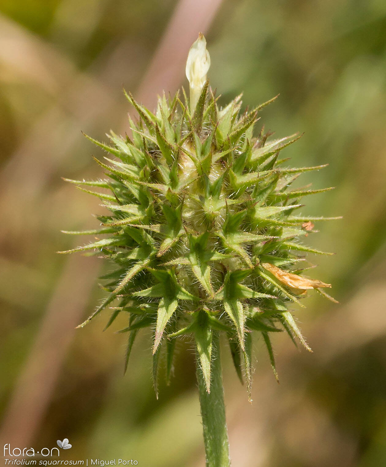 Trifolium squarrosum