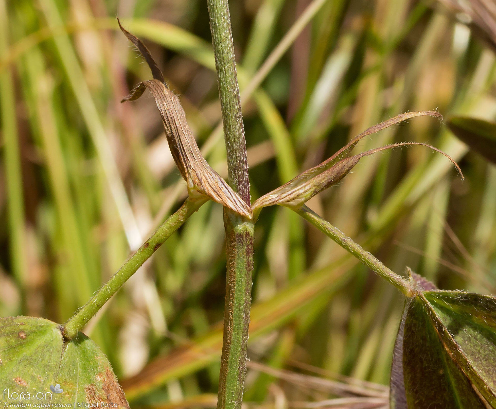 Trifolium squarrosum - Estípulas | Miguel Porto; CC BY-NC 4.0