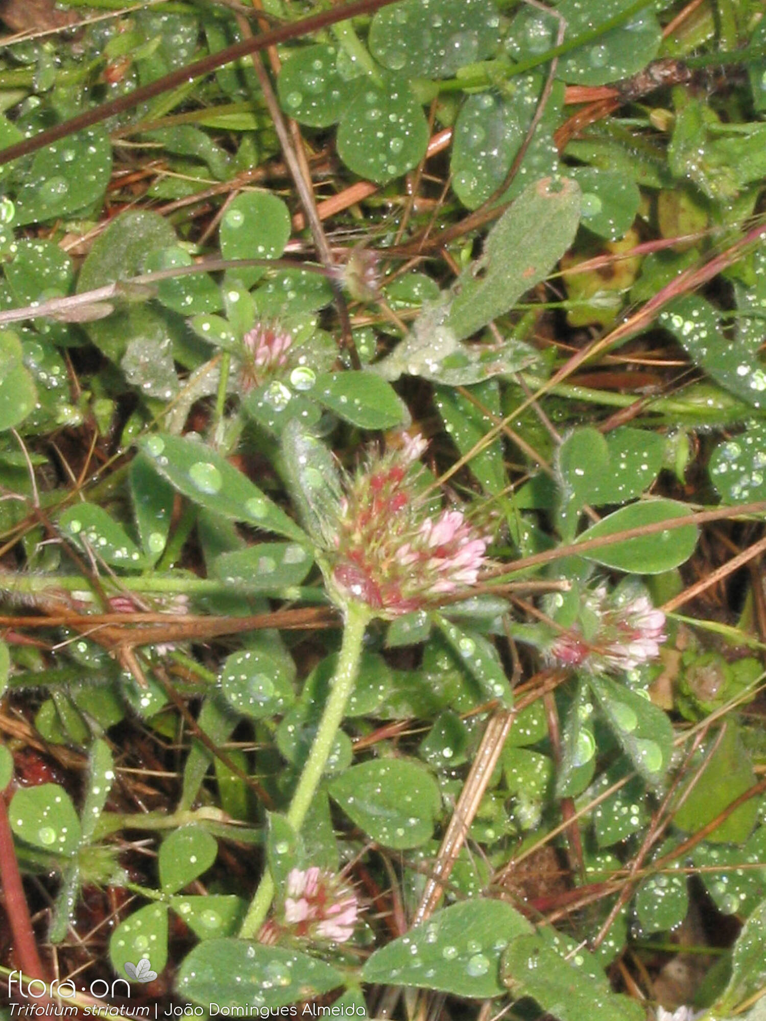 Trifolium striatum - Flor (geral) | João Domingues Almeida; CC BY-NC 4.0