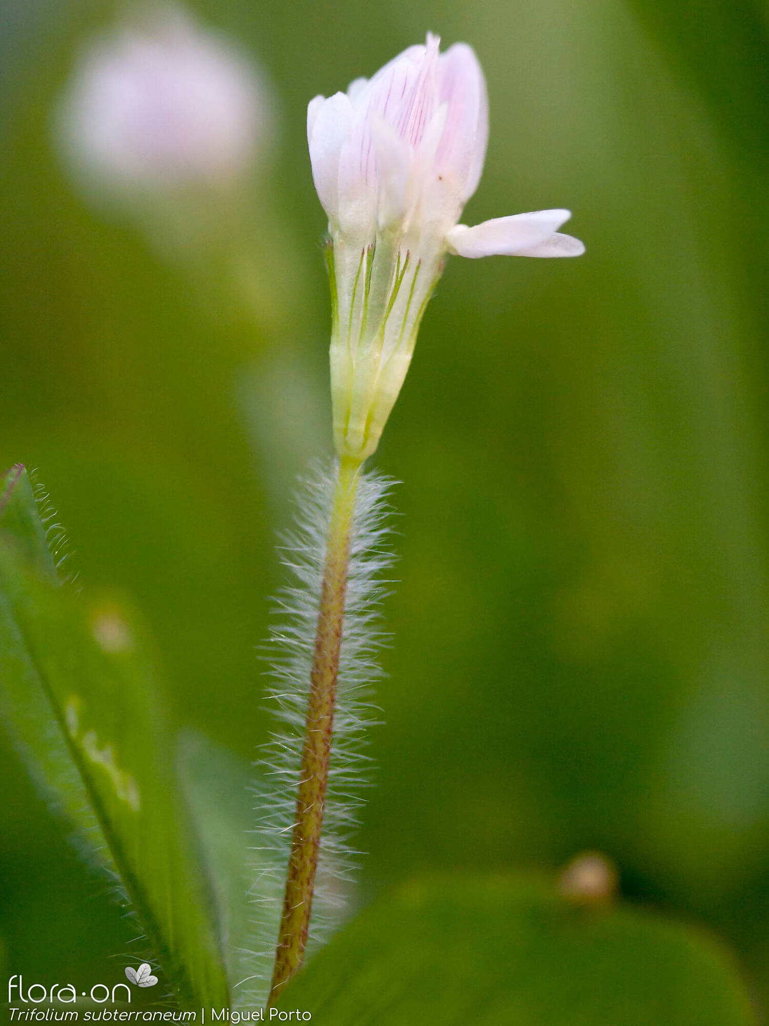 Trifolium subterraneum - Flor (close-up) | Miguel Porto; CC BY-NC 4.0