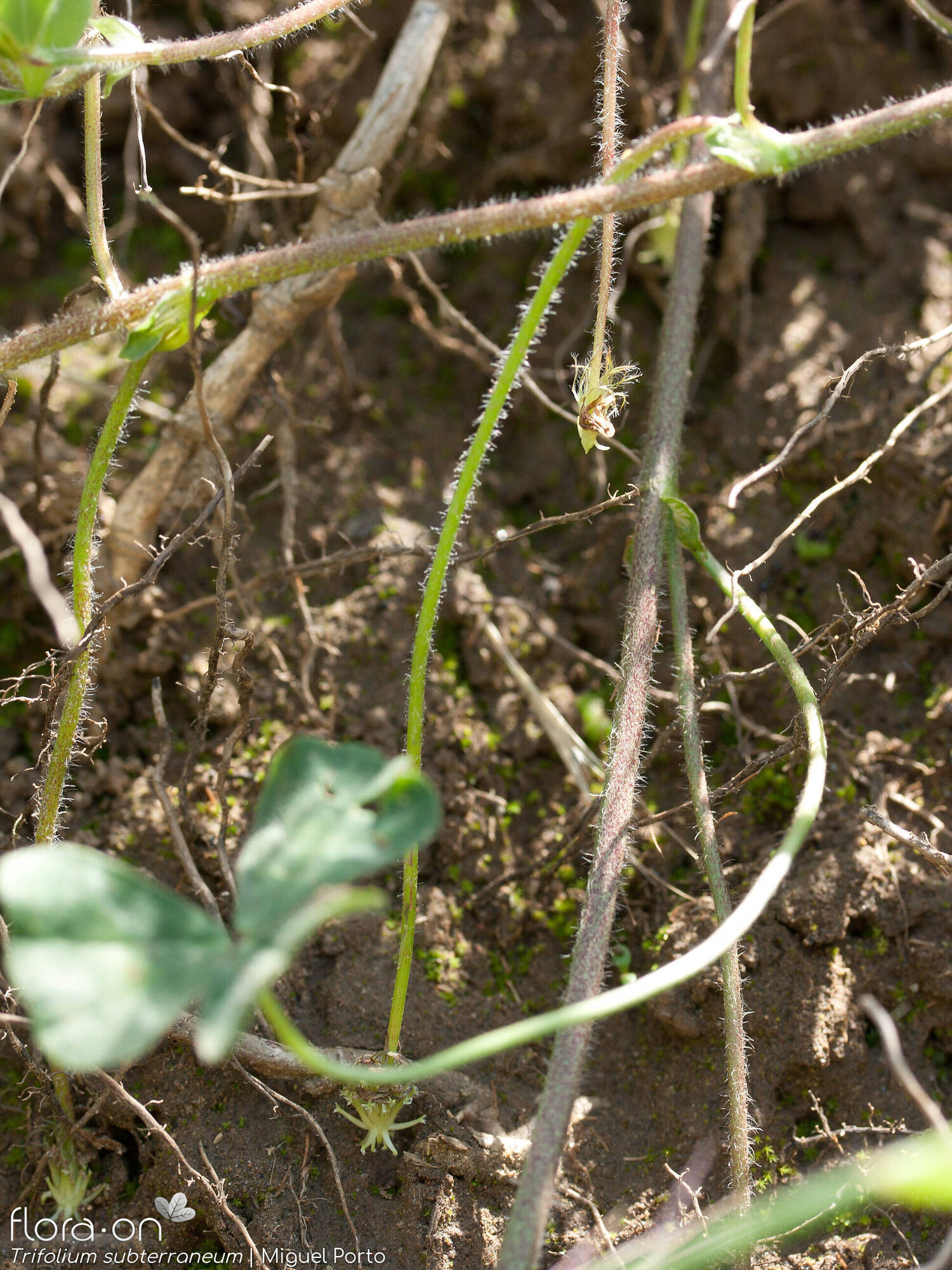 Trifolium subterraneum - Folha | Miguel Porto; CC BY-NC 4.0