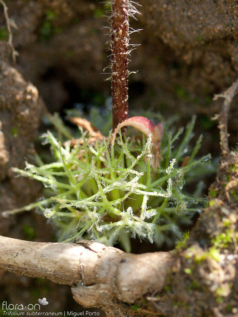 Trifolium subterraneum - Flor (geral) | Miguel Porto; CC BY-NC 4.0