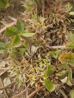 Trifolium suffocatum