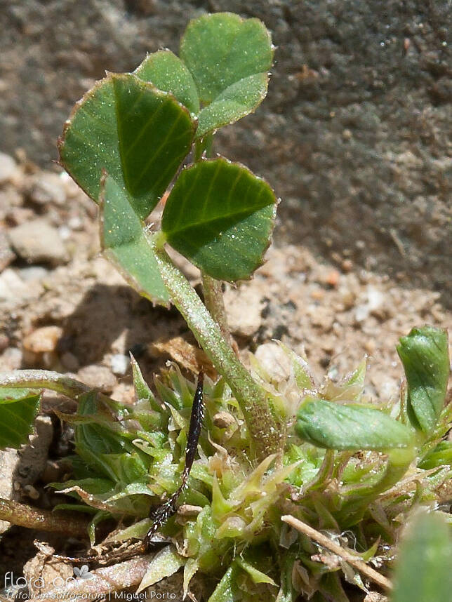 Trifolium suffocatum - Folha | Miguel Porto; CC BY-NC 4.0