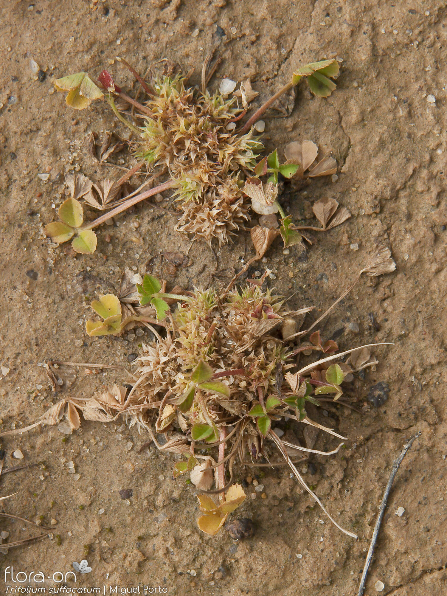 Trifolium suffocatum - Hábito | Miguel Porto; CC BY-NC 4.0