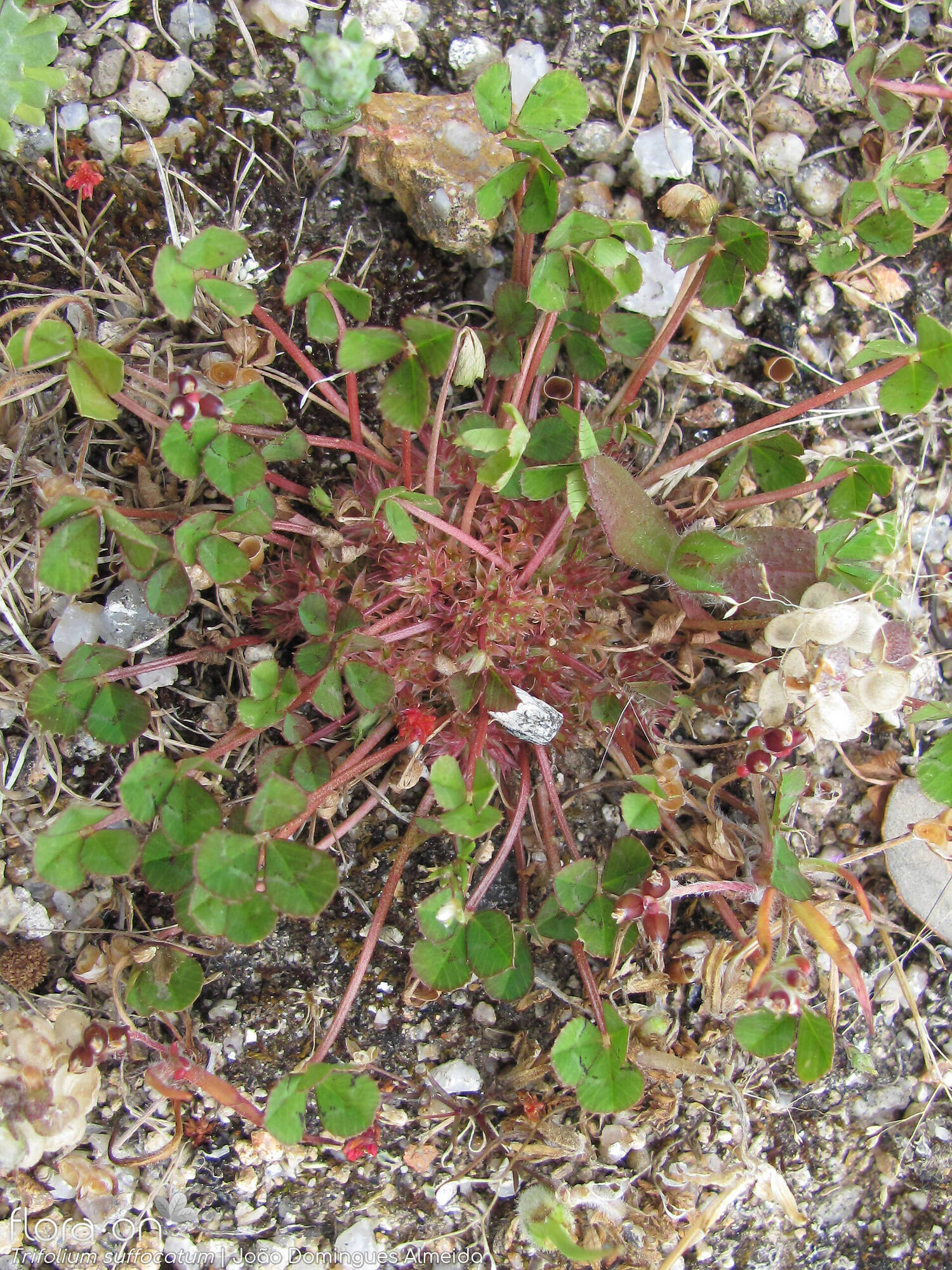 Trifolium suffocatum - Hábito | João Domingues Almeida; CC BY-NC 4.0
