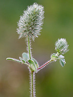 Trifolium sylvaticum