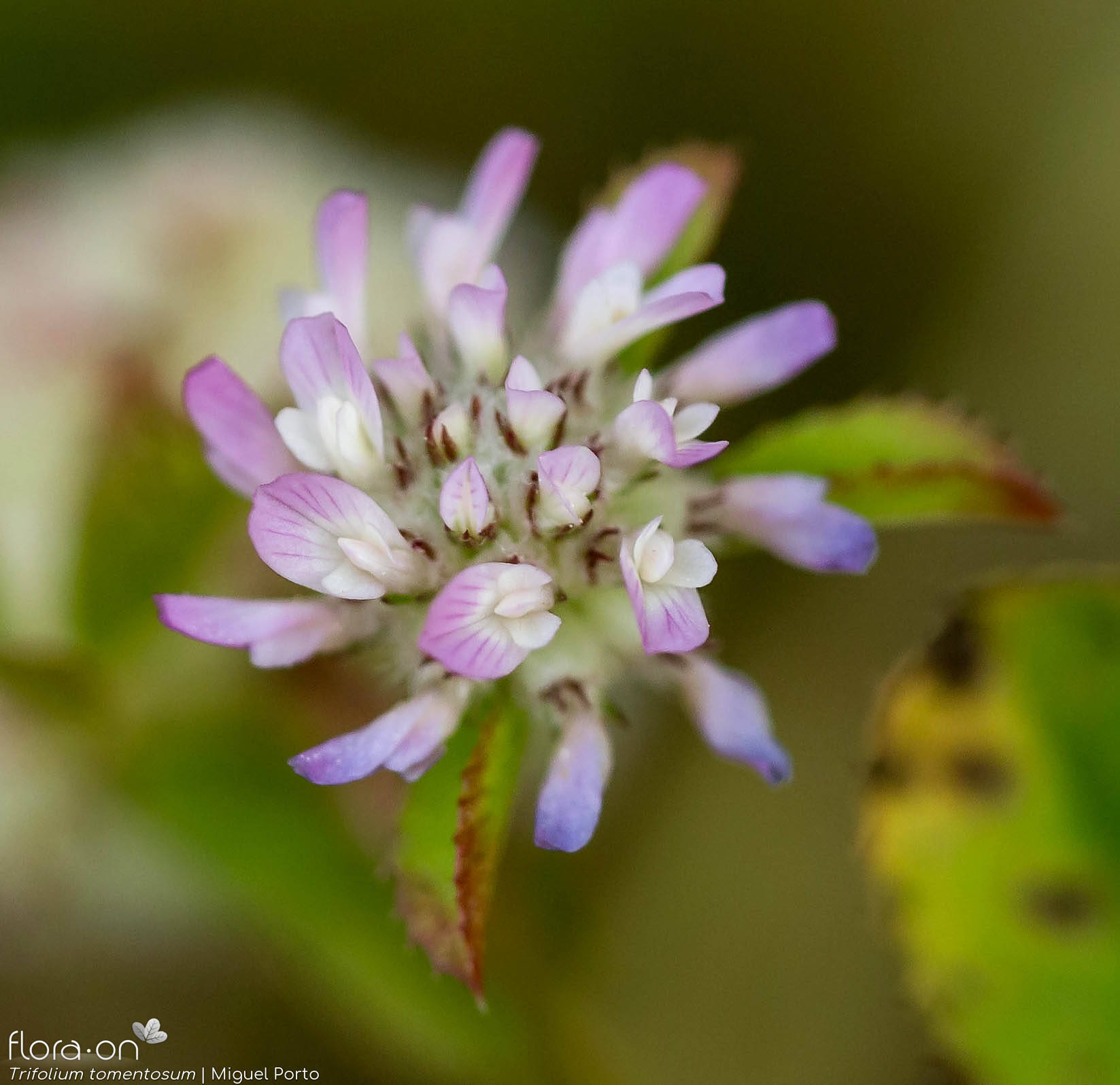 Trifolium tomentosum - Flor (close-up) | Miguel Porto; CC BY-NC 4.0