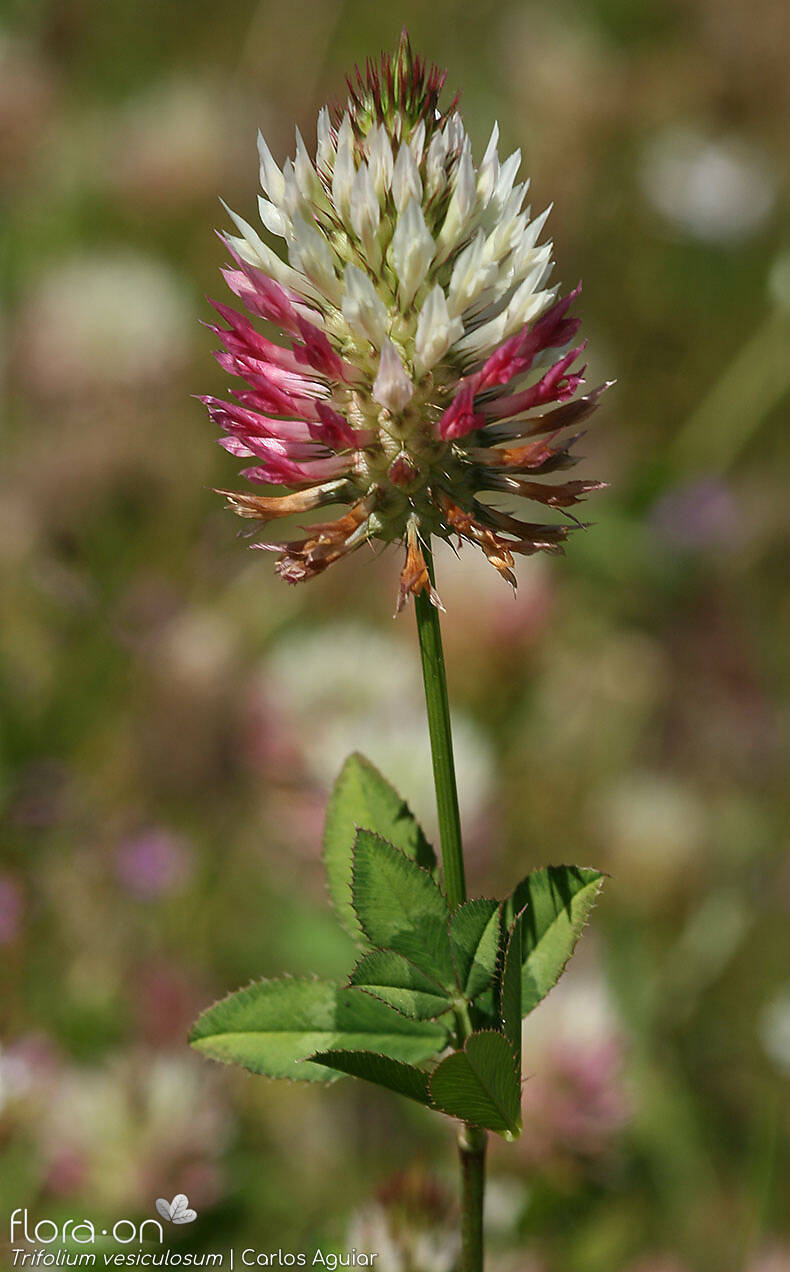 Trifolium vesiculosum - Flor (geral) | Carlos Aguiar; CC BY-NC 4.0
