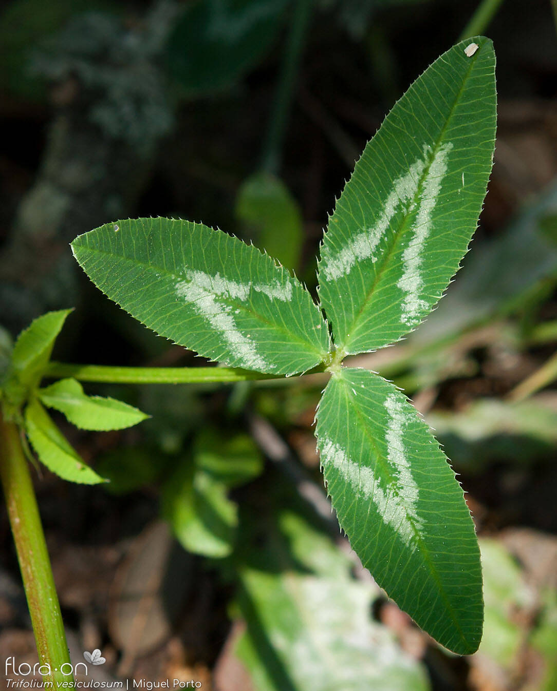 Trifolium vesiculosum - Folha | Miguel Porto; CC BY-NC 4.0