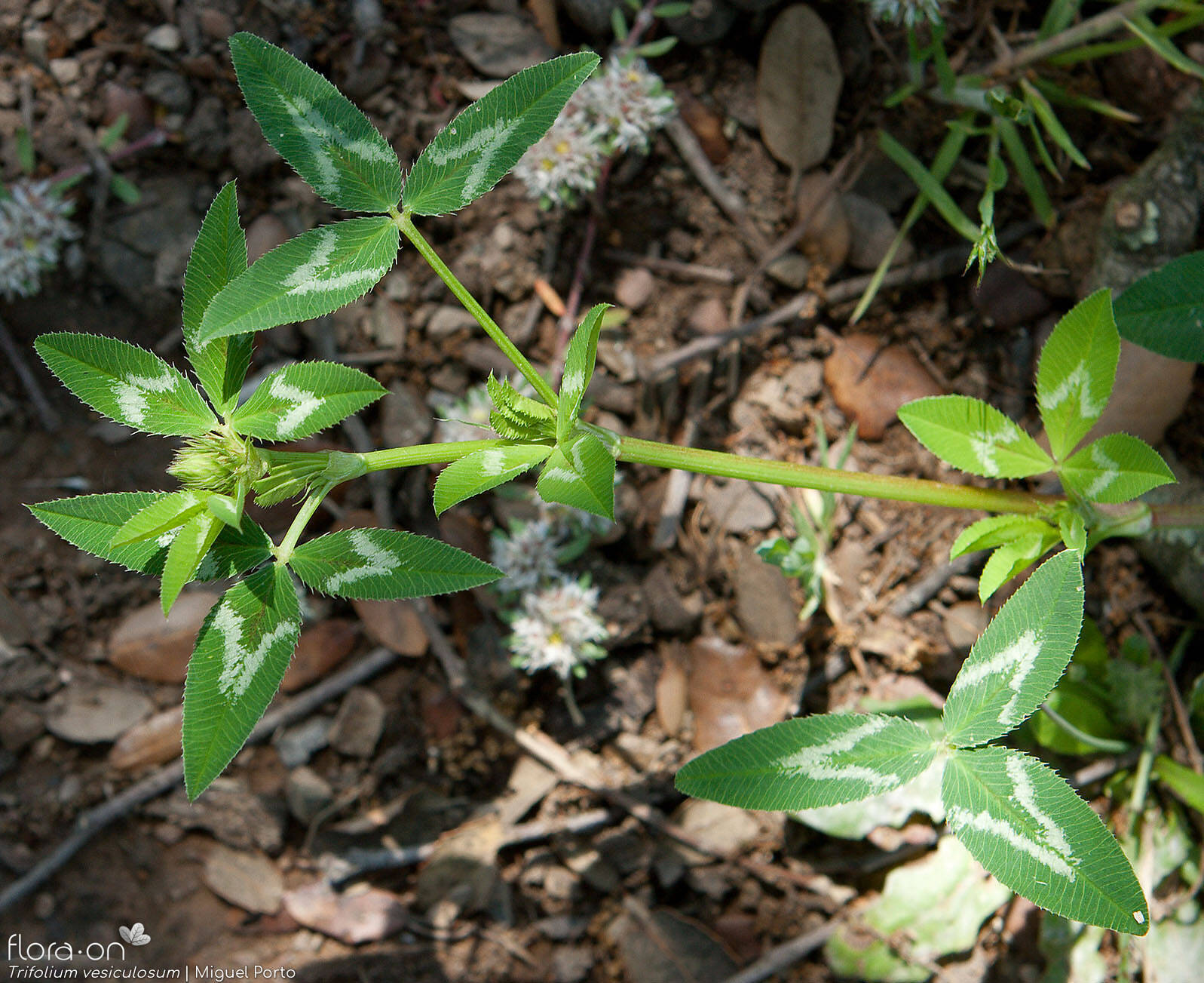 Trifolium vesiculosum - Folha (geral) | Miguel Porto; CC BY-NC 4.0