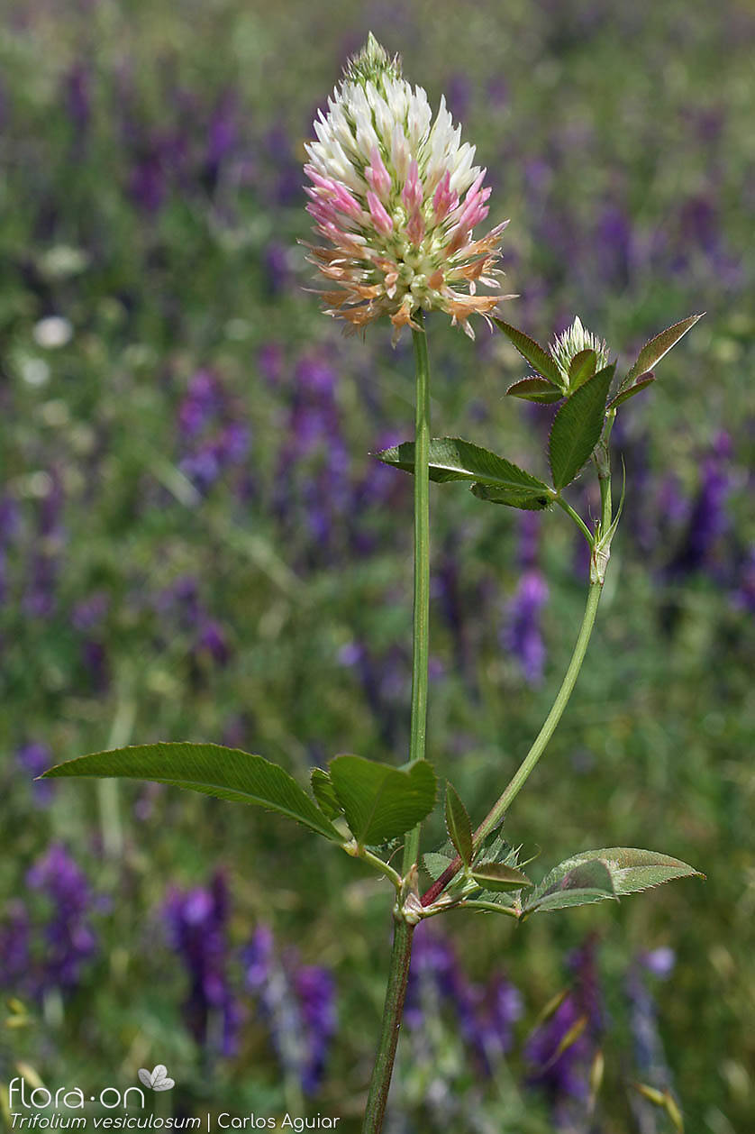 Trifolium vesiculosum - Flor (geral) | Carlos Aguiar; CC BY-NC 4.0