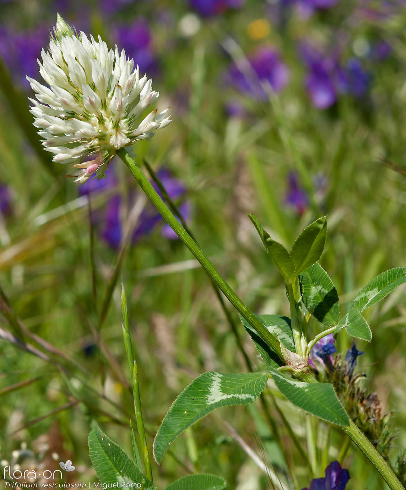 Trifolium vesiculosum - Flor (geral) | Miguel Porto; CC BY-NC 4.0