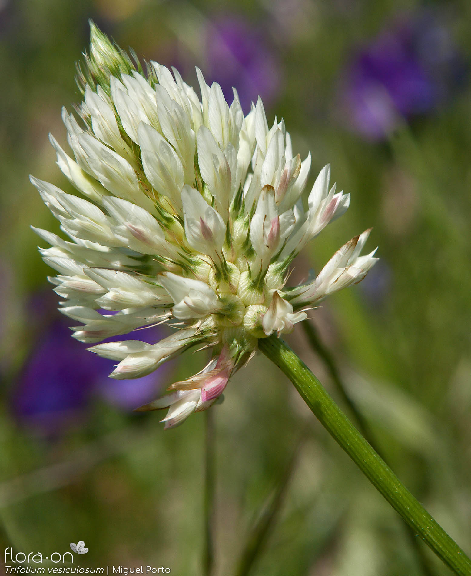 Trifolium vesiculosum - Flor (geral) | Miguel Porto; CC BY-NC 4.0
