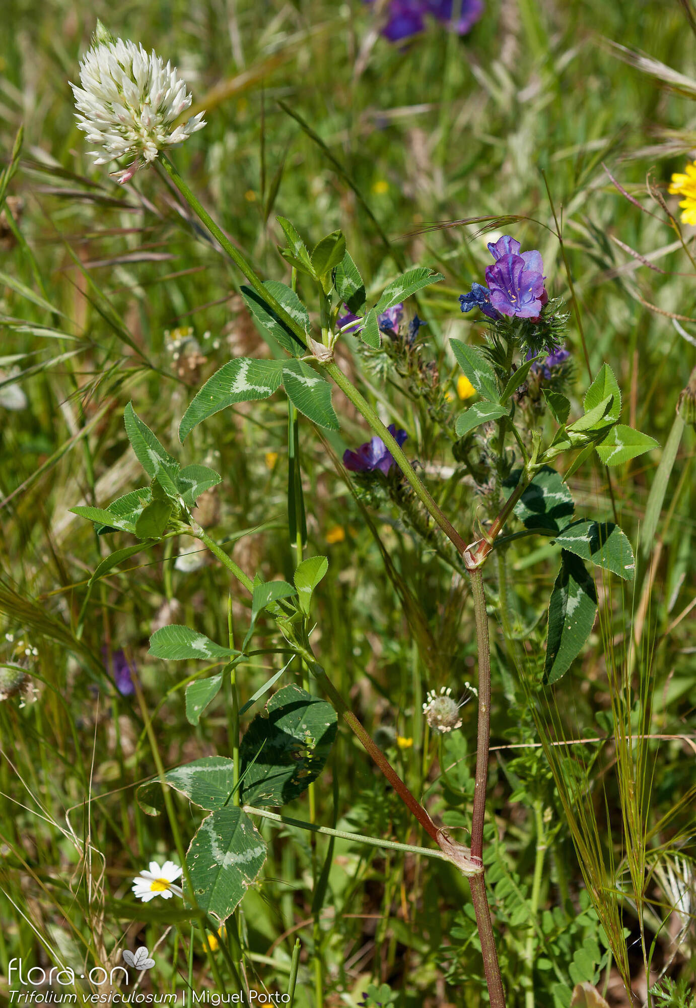 Trifolium vesiculosum - Hábito | Miguel Porto; CC BY-NC 4.0