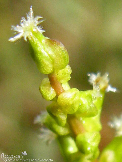 Triglochin barrelieri - Flor (close-up) | André Carapeto; CC BY-NC 4.0