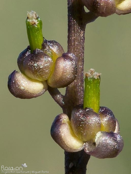 Triglochin laxiflorum - Flor (close-up) | Miguel Porto; CC BY-NC 4.0