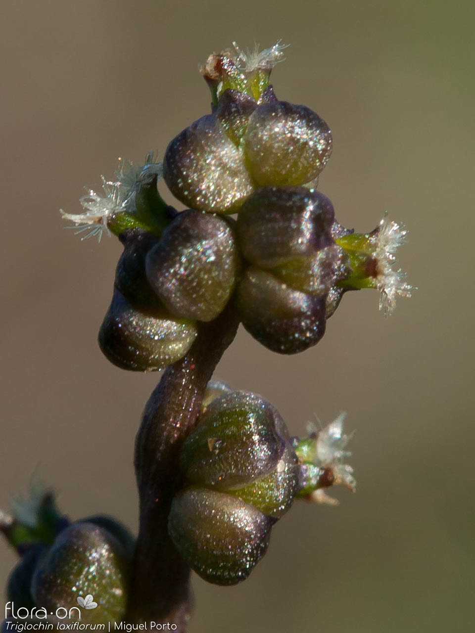 Triglochin laxiflorum - Flor (close-up) | Miguel Porto; CC BY-NC 4.0