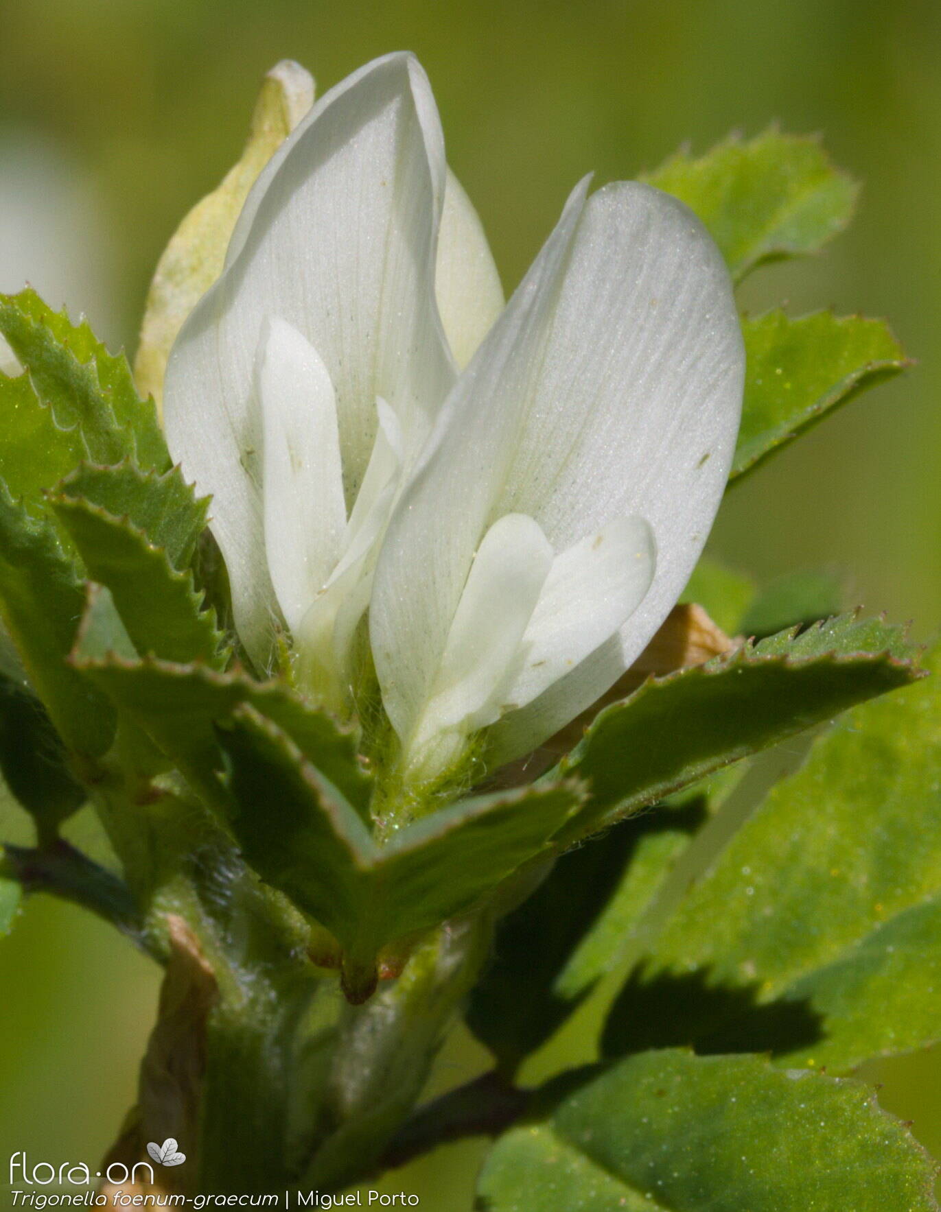 Trigonella foenum-graecum - Flor (close-up) | Miguel Porto; CC BY-NC 4.0