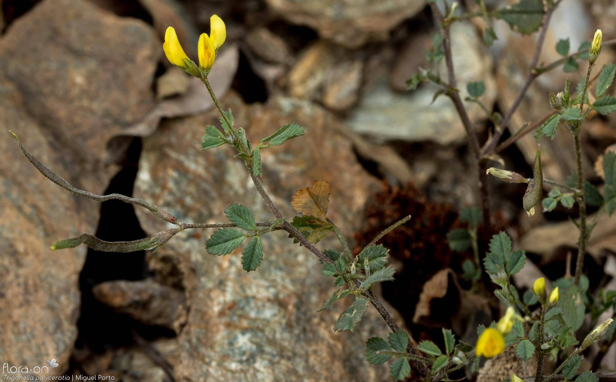 Trigonella polyceratia - Flor (geral) | Miguel Porto; CC BY-NC 4.0