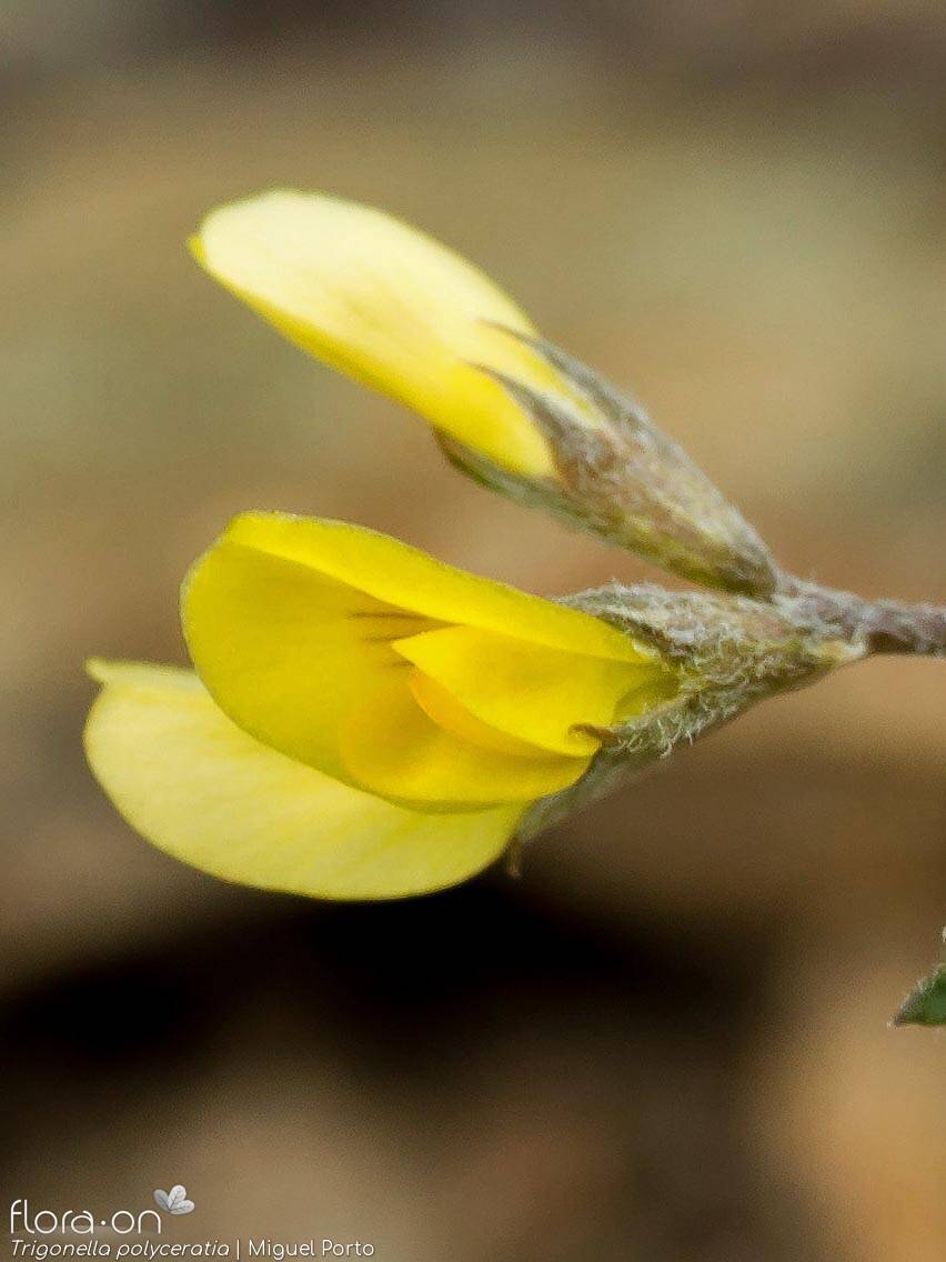 Trigonella polyceratia - Flor (close-up) | Miguel Porto; CC BY-NC 4.0