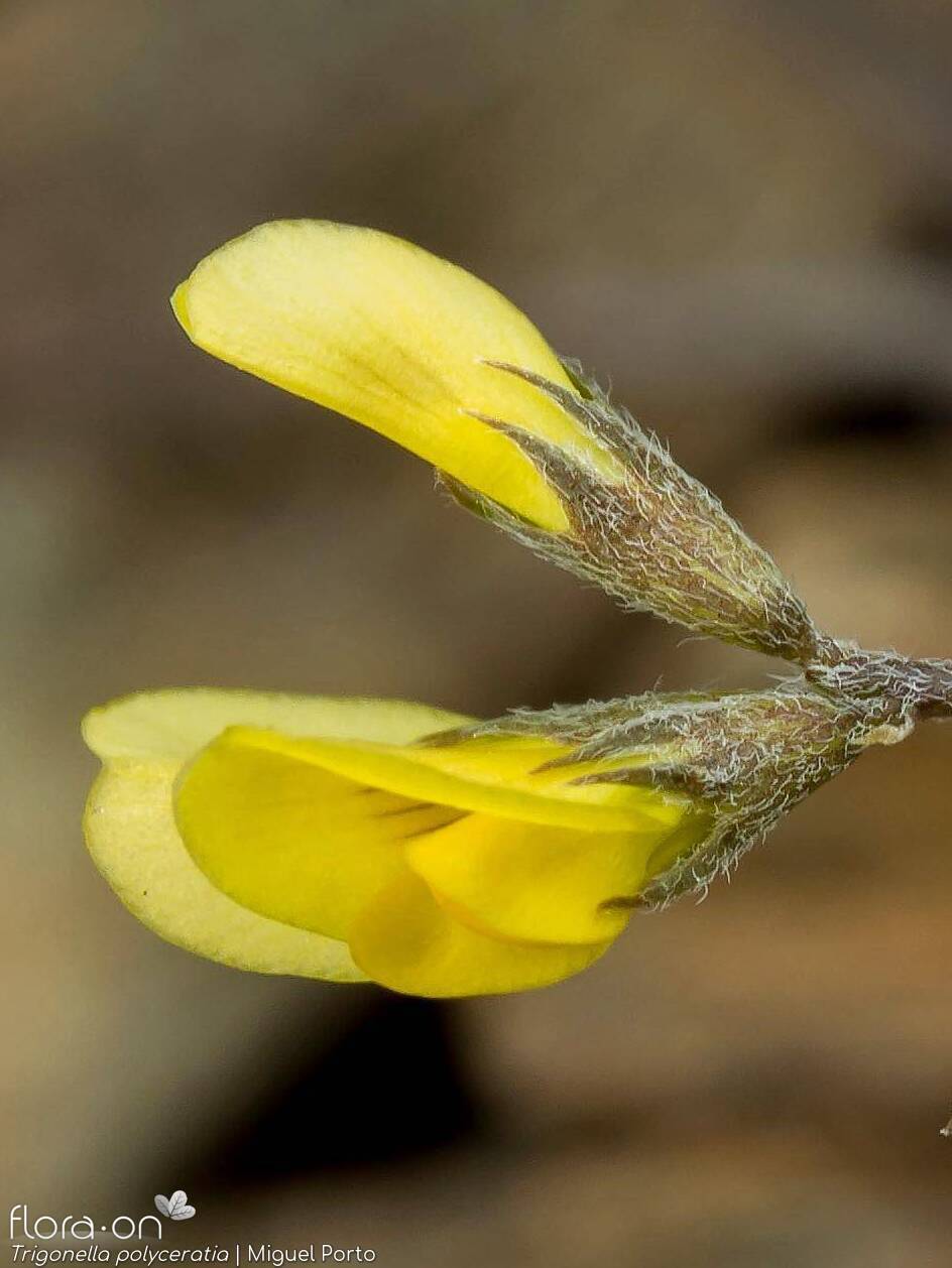 Trigonella polyceratia - Flor (close-up) | Miguel Porto; CC BY-NC 4.0