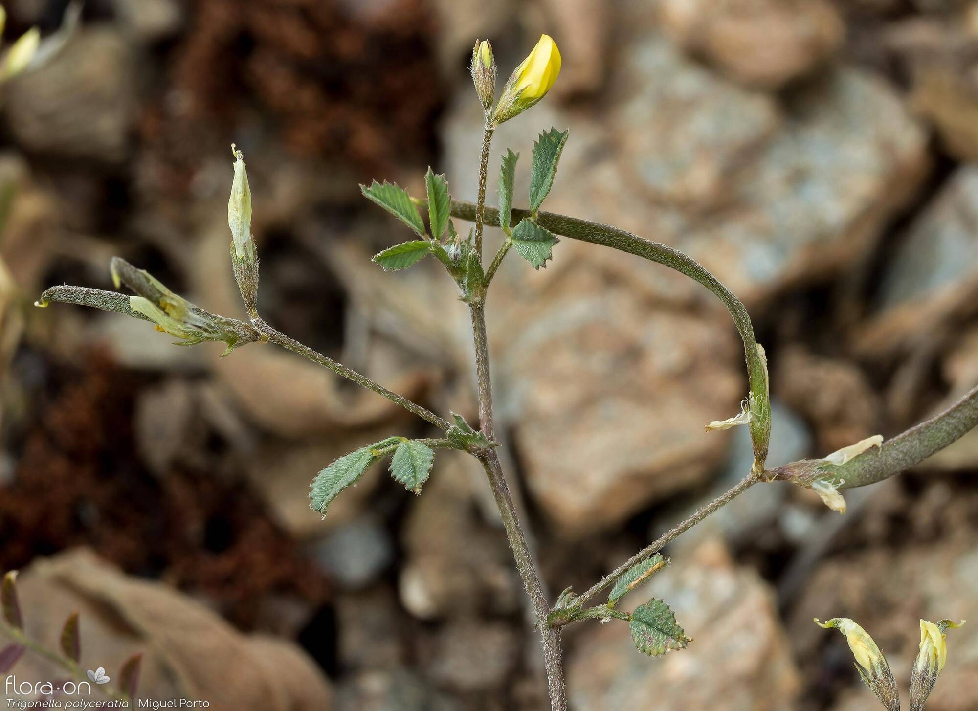 Trigonella polyceratia - Flor (geral) | Miguel Porto; CC BY-NC 4.0