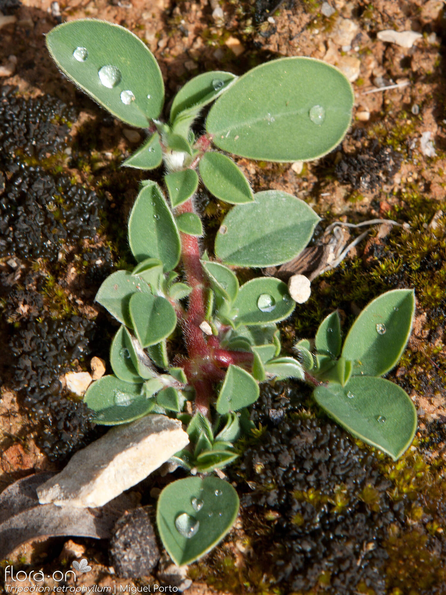 Tripodion tetraphyllum - Folha | Miguel Porto; CC BY-NC 4.0