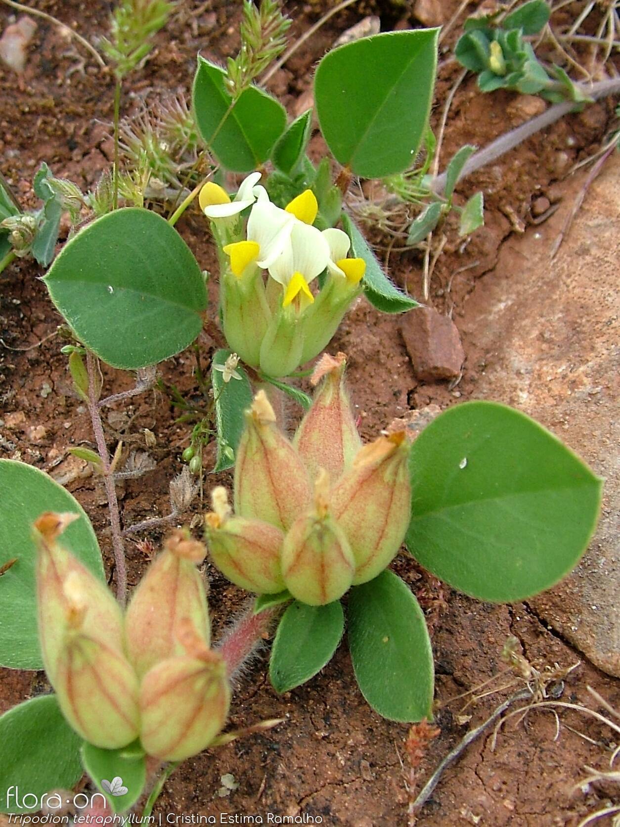Tripodion tetraphyllum - Hábito | Cristina Estima Ramalho; CC BY-NC 4.0