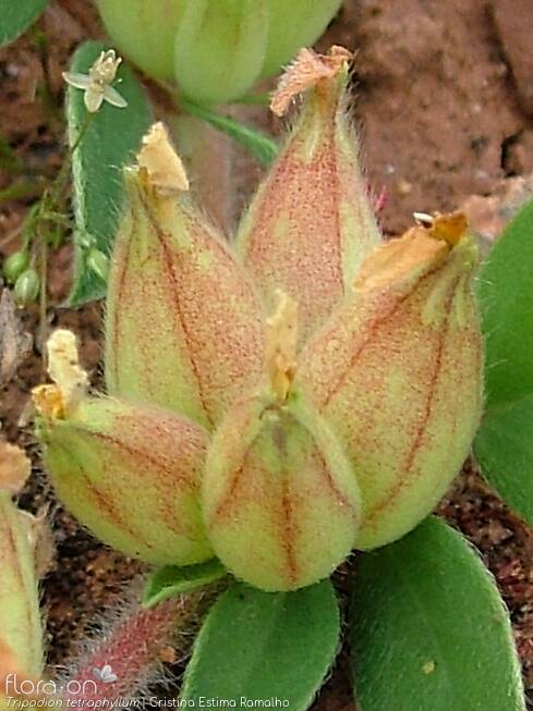 Tripodion tetraphyllum - Fruto | Cristina Estima Ramalho; CC BY-NC 4.0