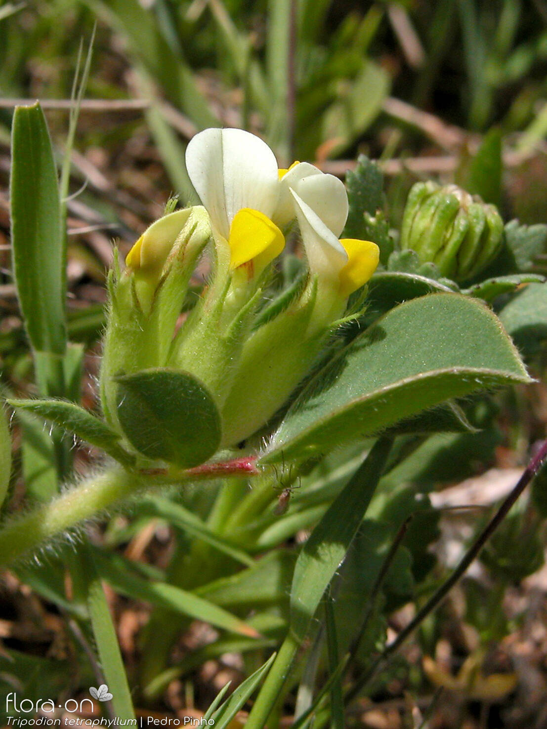 Tripodion tetraphyllum - Flor (geral) | Pedro Pinho; CC BY-NC 4.0