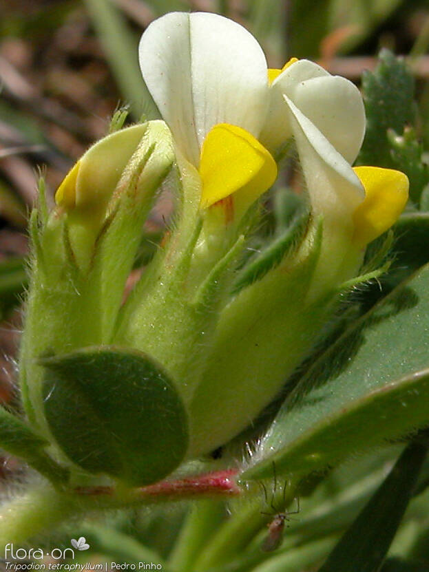 Tripodion tetraphyllum - Flor (close-up) | Pedro Pinho; CC BY-NC 4.0