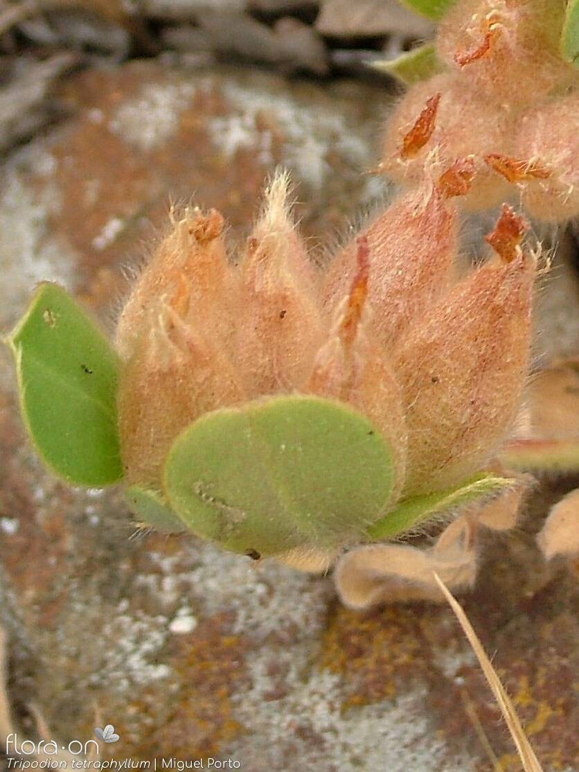 Tripodion tetraphyllum - Fruto | Miguel Porto; CC BY-NC 4.0