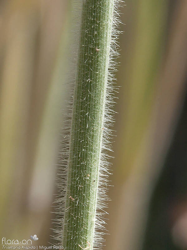Trisetaria hispida - Caule | Miguel Porto; CC BY-NC 4.0
