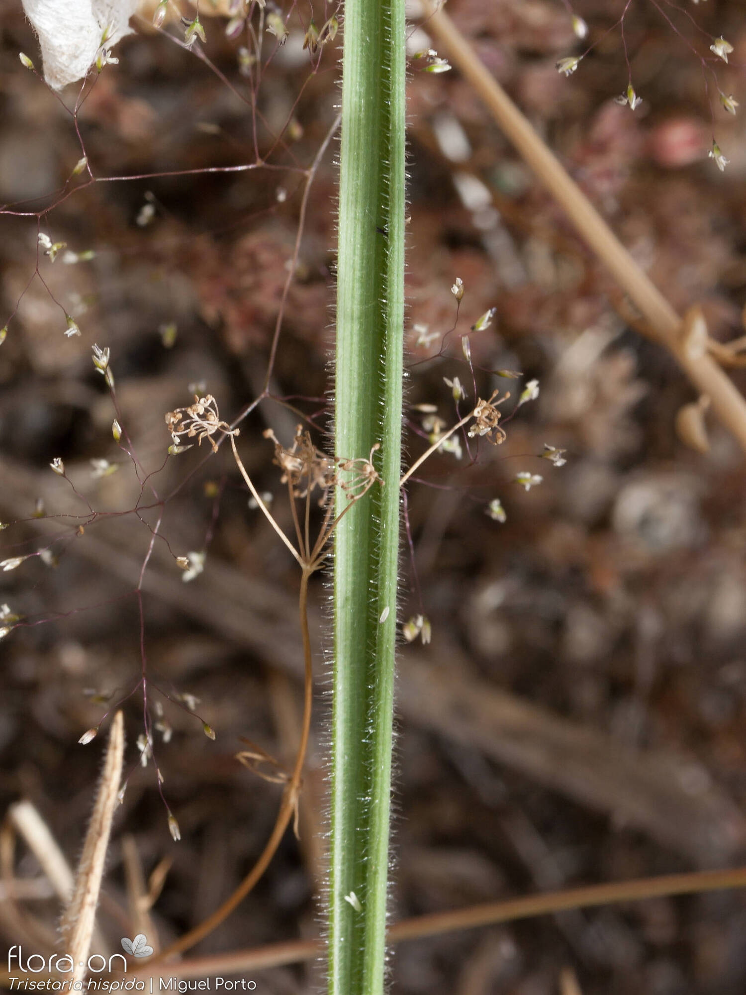 Trisetaria hispida - Folha | Miguel Porto; CC BY-NC 4.0