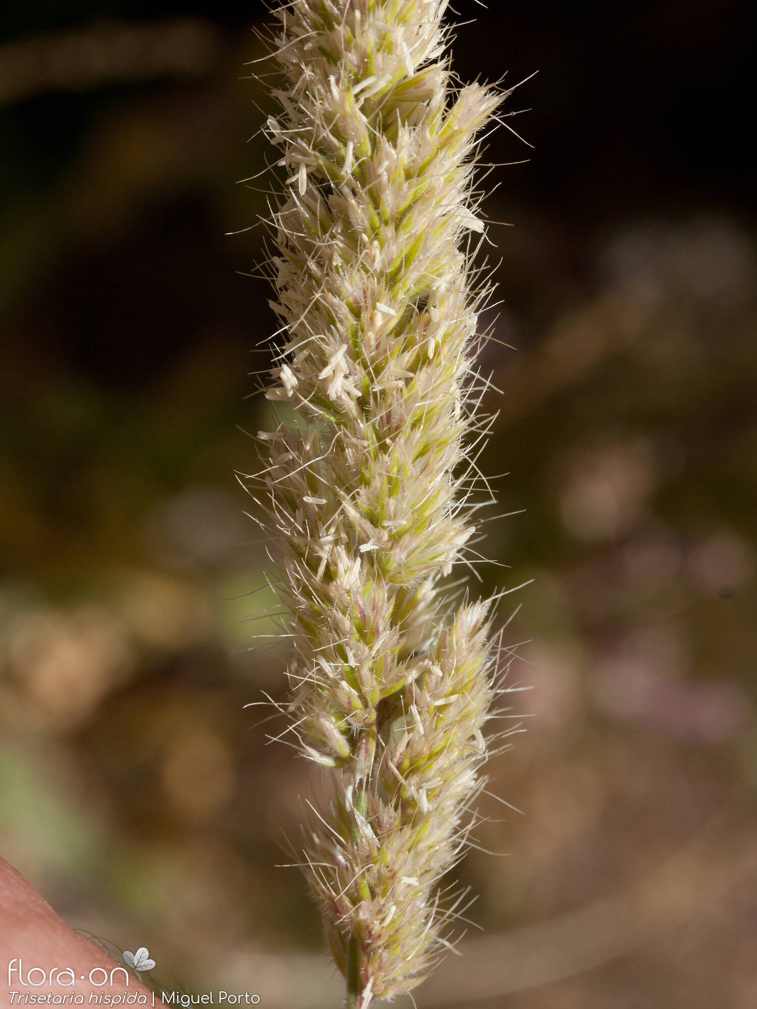Trisetaria hispida - Flor (close-up) | Miguel Porto; CC BY-NC 4.0