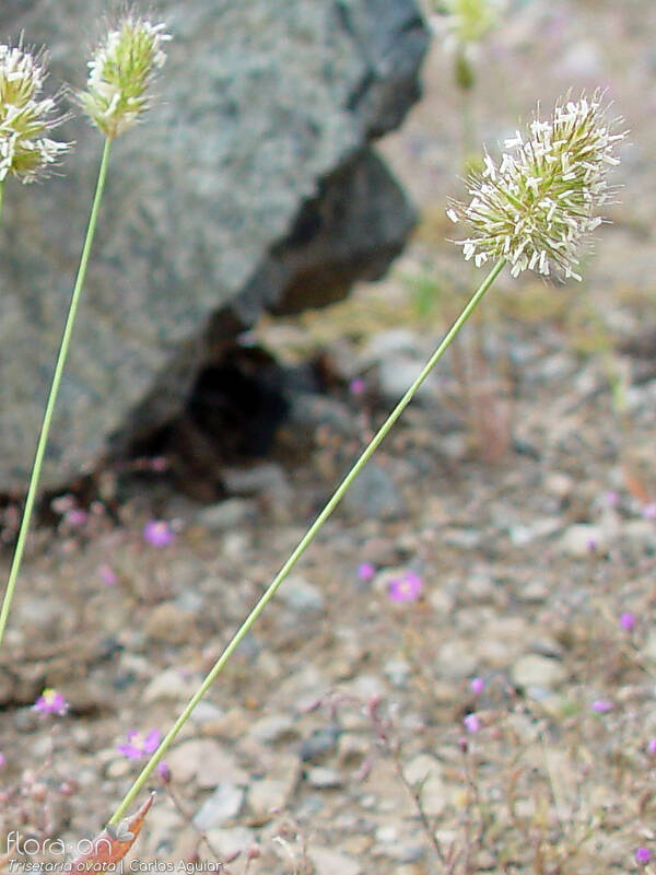 Trisetaria ovata - Flor (geral) | Carlos Aguiar; CC BY-NC 4.0