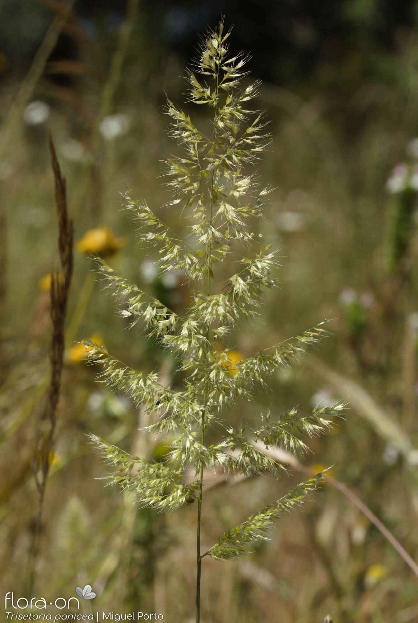 Trisetaria panicea - Flor (geral) | Miguel Porto; CC BY-NC 4.0