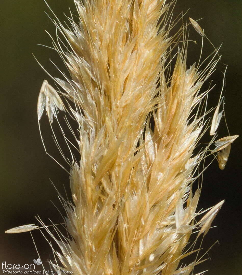 Trisetaria panicea - Espigueta | Miguel Porto; CC BY-NC 4.0