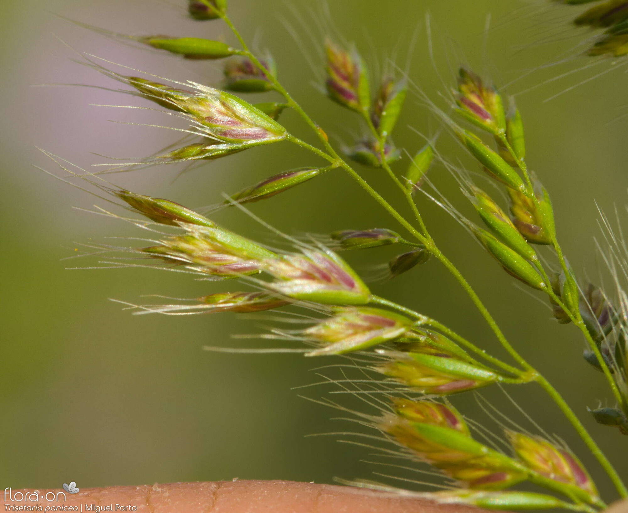Trisetaria panicea - Flor (close-up) | Miguel Porto; CC BY-NC 4.0