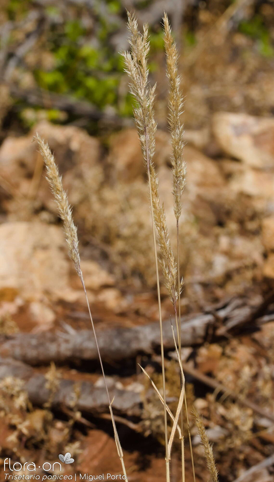 Trisetaria panicea - Hábito | Miguel Porto; CC BY-NC 4.0