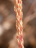 Trisetaria scabriuscula