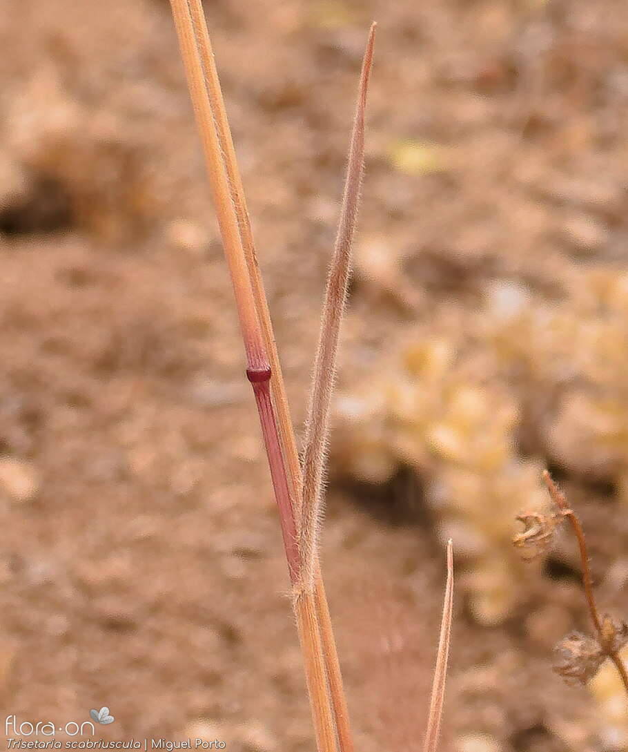 Trisetaria scabriuscula - Folha | Miguel Porto; CC BY-NC 4.0