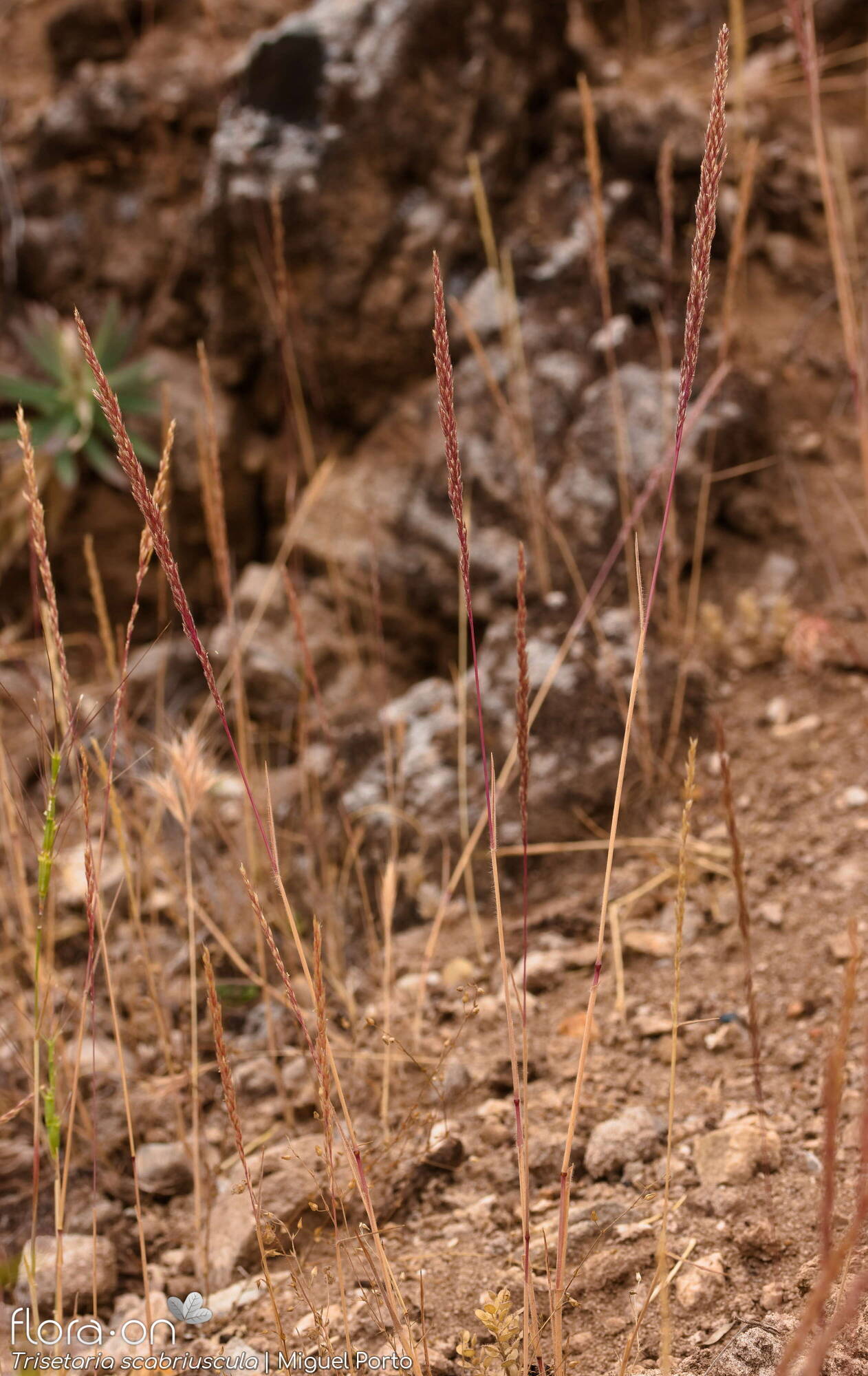 Trisetaria scabriuscula - Hábito | Miguel Porto; CC BY-NC 4.0