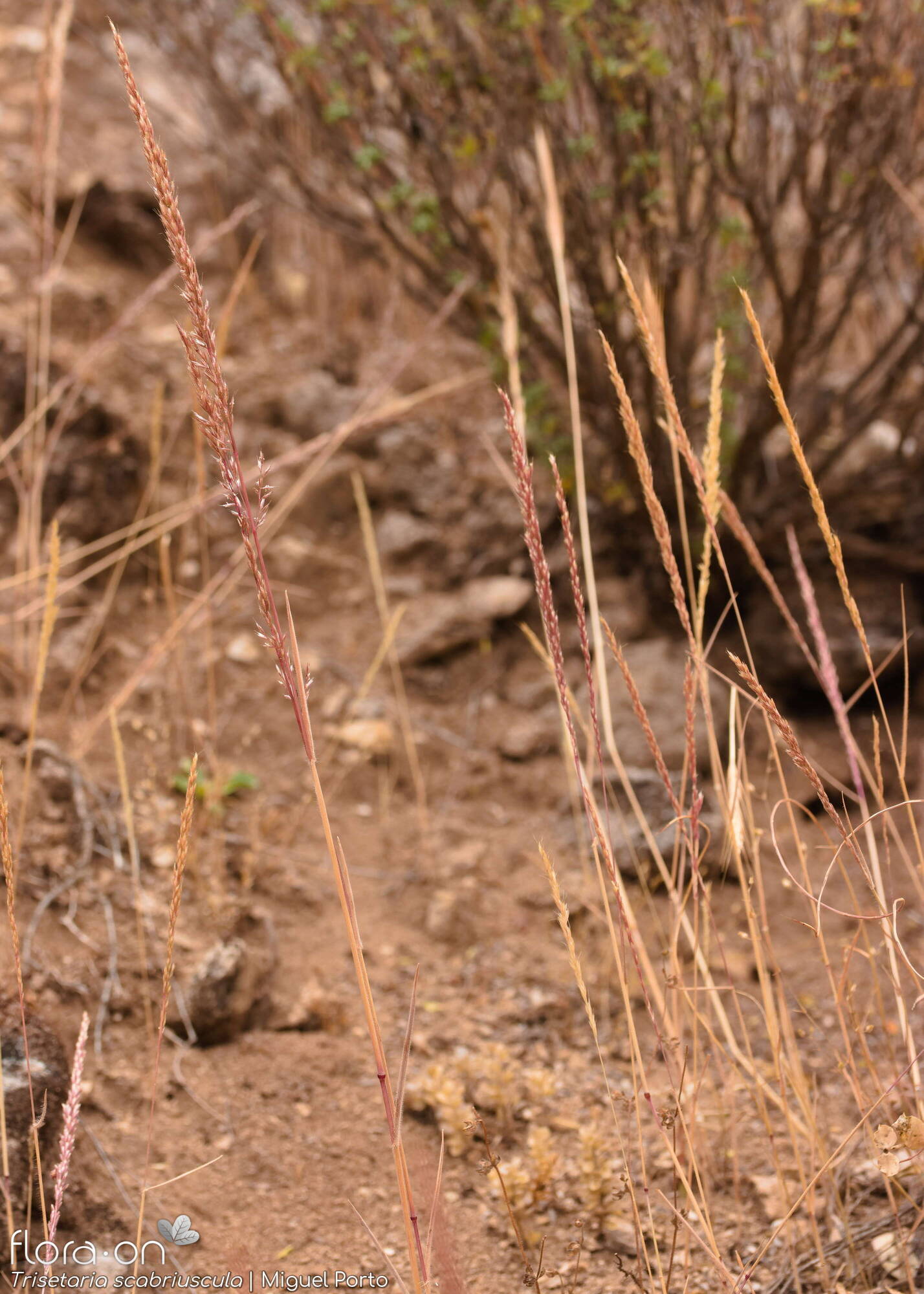 Trisetaria scabriuscula - Hábito | Miguel Porto; CC BY-NC 4.0