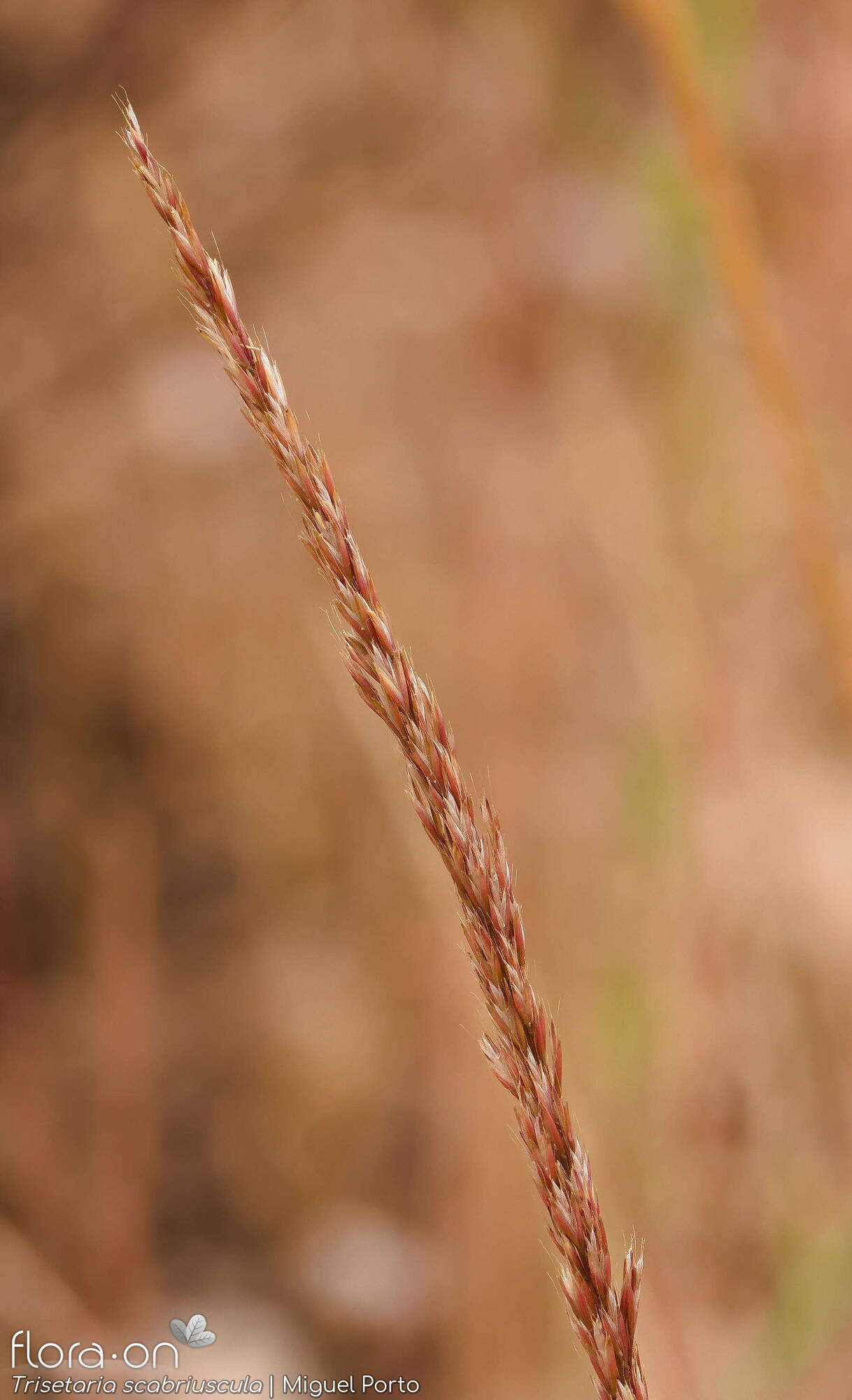 Trisetaria scabriuscula - Flor (geral) | Miguel Porto; CC BY-NC 4.0