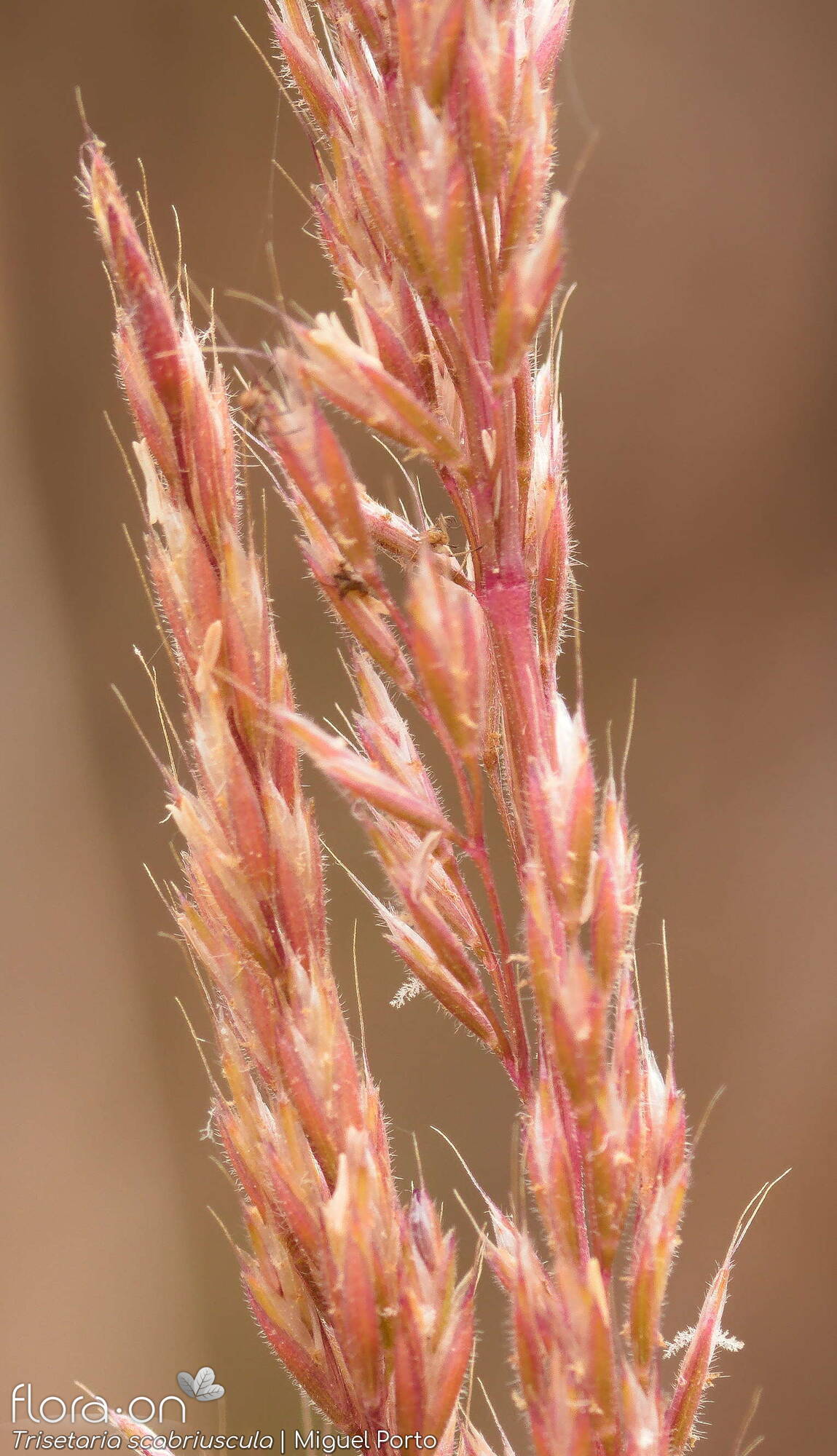 Trisetaria scabriuscula - Espigueta | Miguel Porto; CC BY-NC 4.0