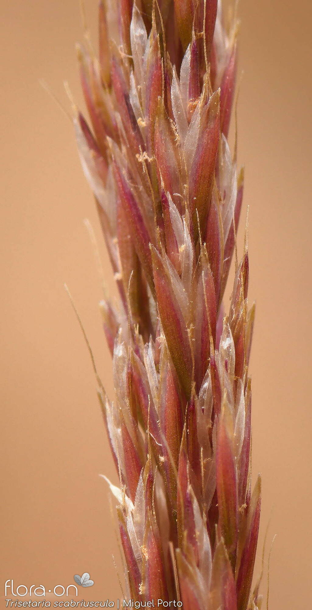 Trisetaria scabriuscula - Espigueta | Miguel Porto; CC BY-NC 4.0